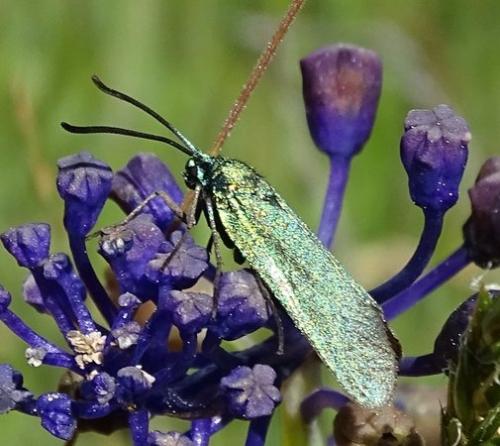 Adscita sp.